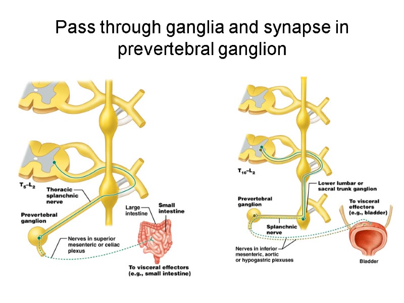 17 Pass through ganglia and synapse in prevertebral ganglion